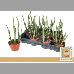 SUCC OV
