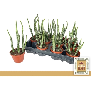 SUCC OV