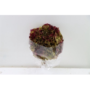 Pres Hydrangea Natural Lilac Bunch
