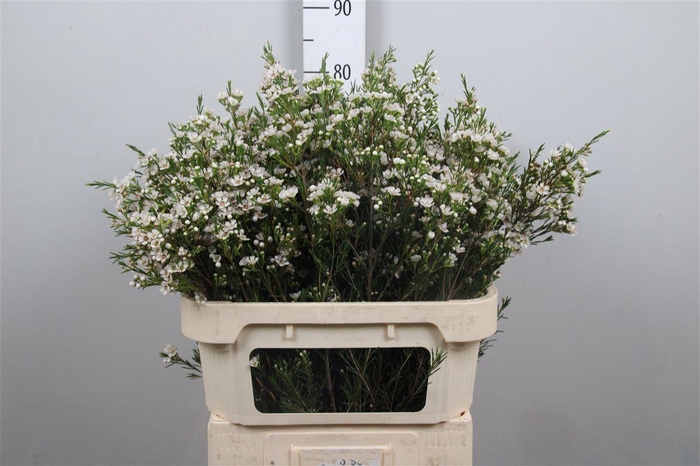 <h4>Chame Un Eve</h4>