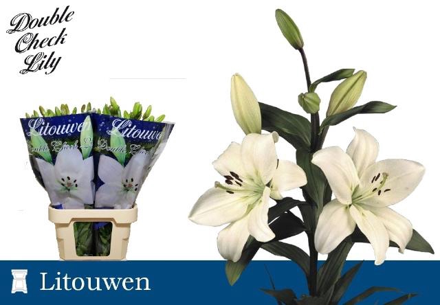 <h4>LI LA LITOUWEN</h4>