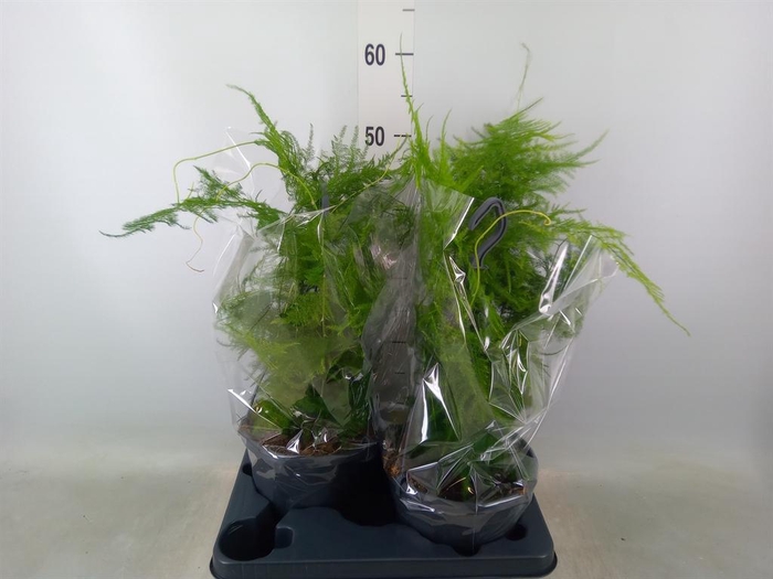 <h4>Asparagus setaceus</h4>