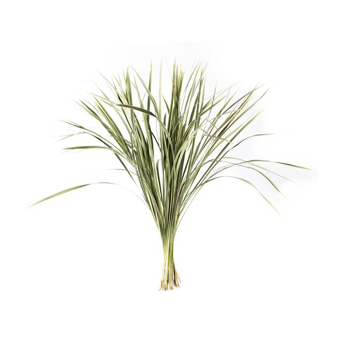 <h4>T-GRAS BONT</h4>