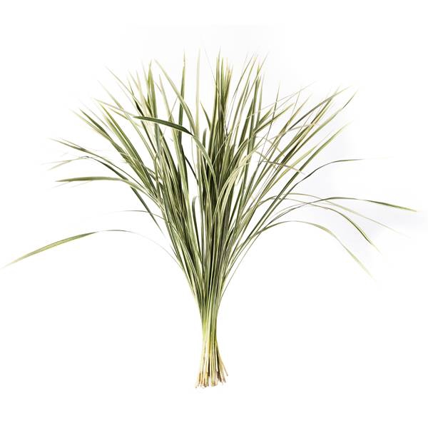 T-GRAS BONT