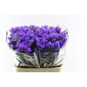 Lim S Crystal Dark Blue