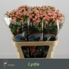 Rosa TR 'Lydia'
