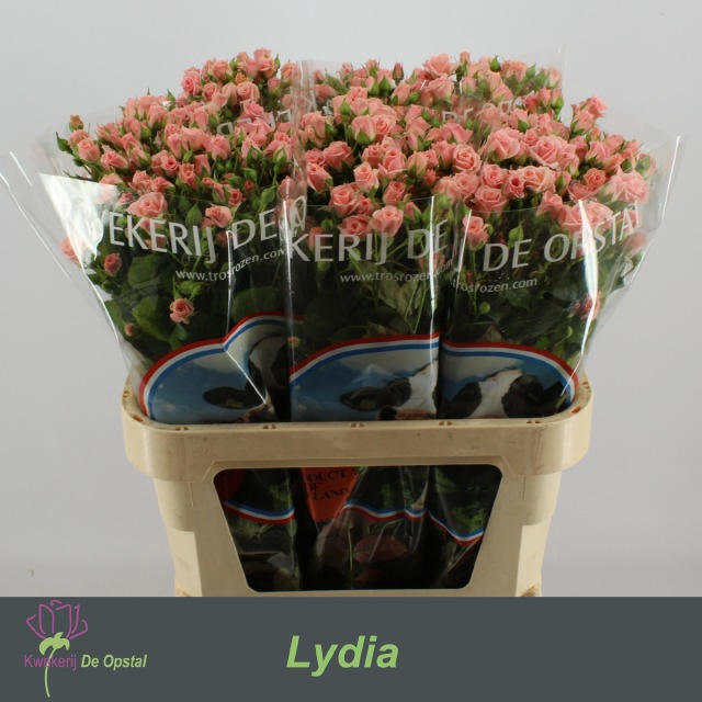 <h4>Rosa TR 'Lydia'</h4>