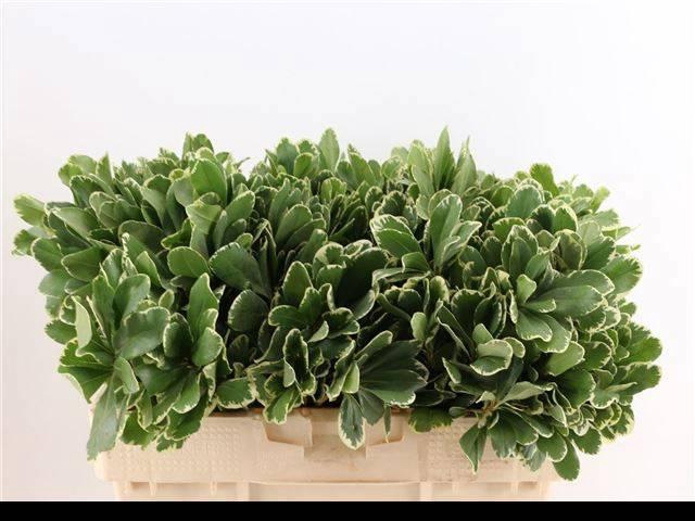 <h4>PITTOSP TO ILAN</h4>