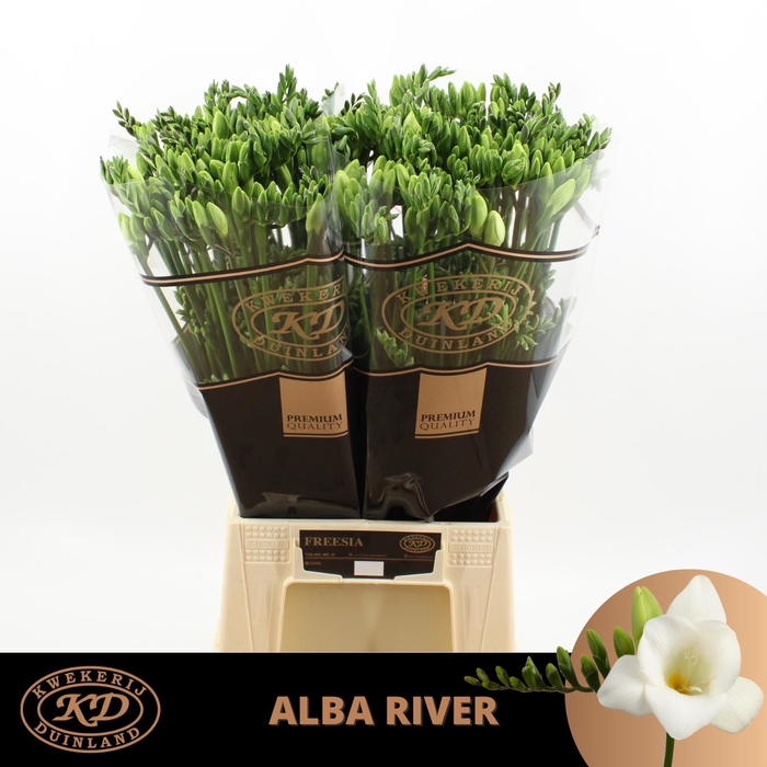 <h4>Freesia enk Alba River</h4>