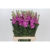 Matthiola Iron Hot Pink