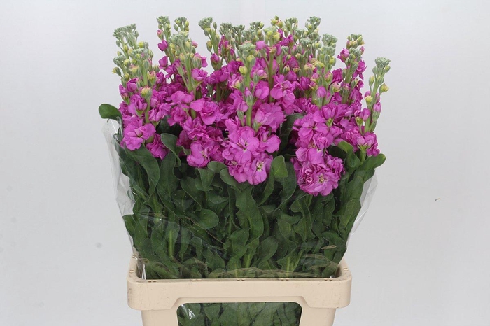 Matthiola Iron Hot Pink