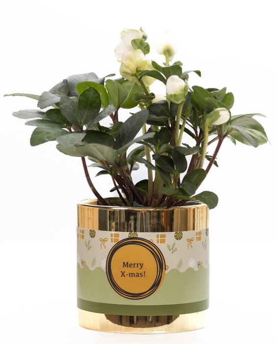 <h4>Helleborus "Xmas C." in P&PURE ceramics gold + XMAS sleeve</h4>