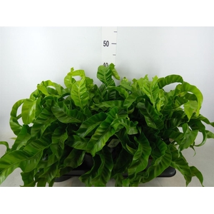 Asplenium antiquum 'Hurricane'