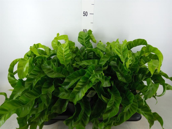 <h4>Asplenium antiquum 'Hurricane'</h4>