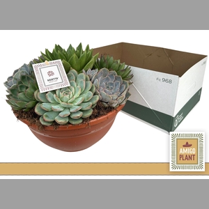 ARR SUCCULENTEN