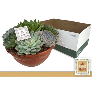 ARR SUCCULENTEN
