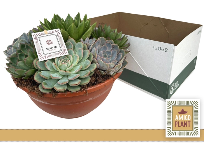 <h4>ARR SUCCULENTEN</h4>