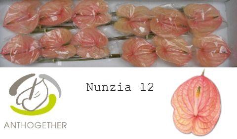 <h4>ANTH A NUNZIA</h4>