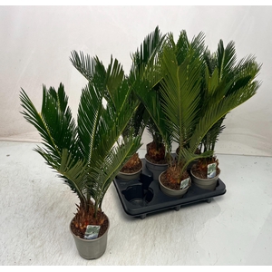 CYCAS REVOLUTA