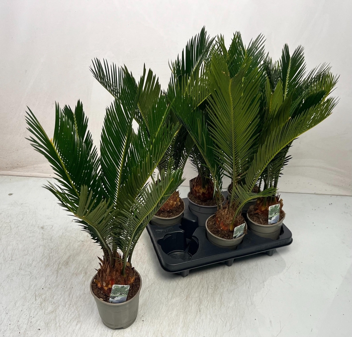 <h4>CYCAS REVOLUTA</h4>