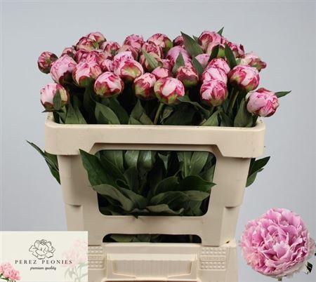 <h4>Paeo L Sarah Bernhard Pink</h4>