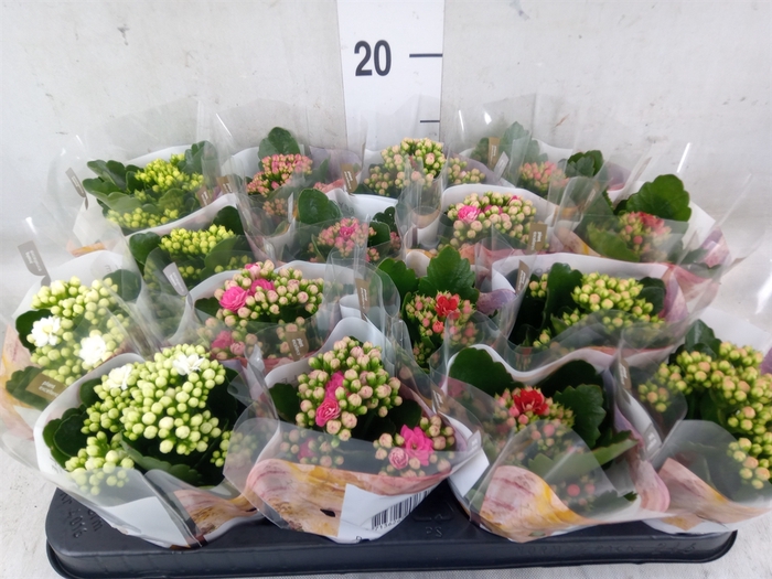 <h4>Kalanchoe blos. 'RoyalDon'   ..mix</h4>
