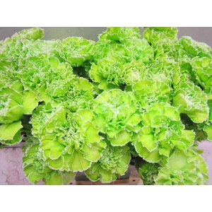 Di St G Groen