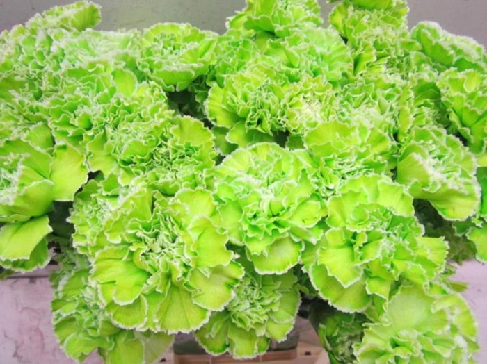 <h4>Di St G Groen</h4>