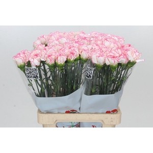 Dianthus St Tico Tico Pink