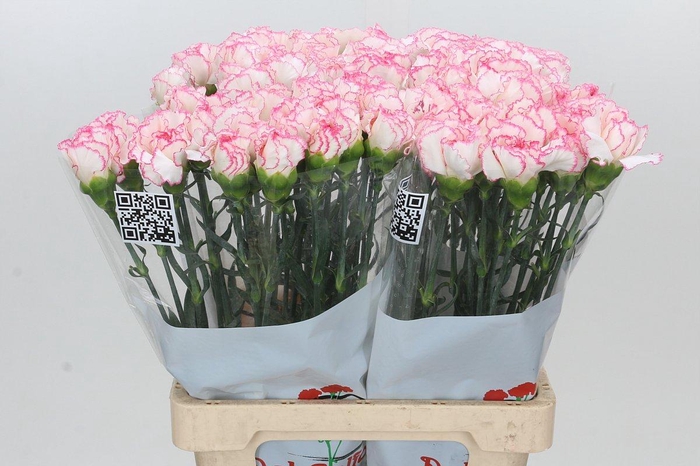 <h4>Dianthus St Tico Tico Pink</h4>