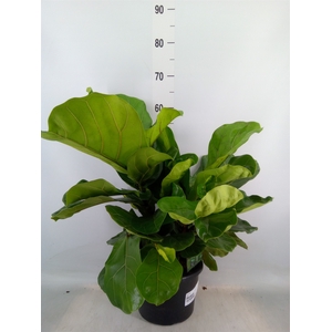 Ficus lyrata