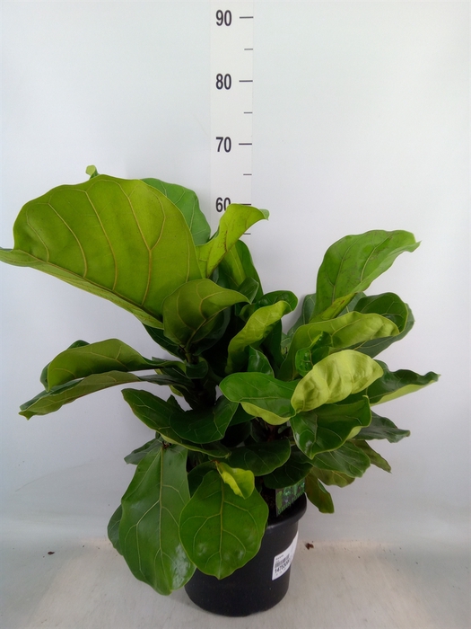 <h4>Ficus lyrata</h4>