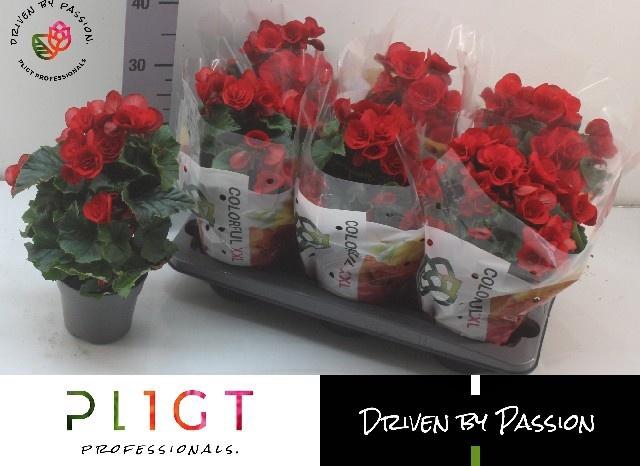 <h4>BEG DU HALO</h4>