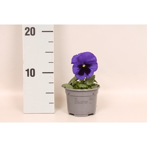 Viola wittrockiana F1 Blue Blotch