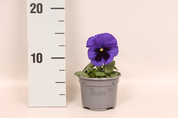 <h4>Viola wittrockiana F1 Blue Blotch</h4>