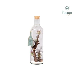 Green Bottle fles Jumbo met Tillandsia Air Plants