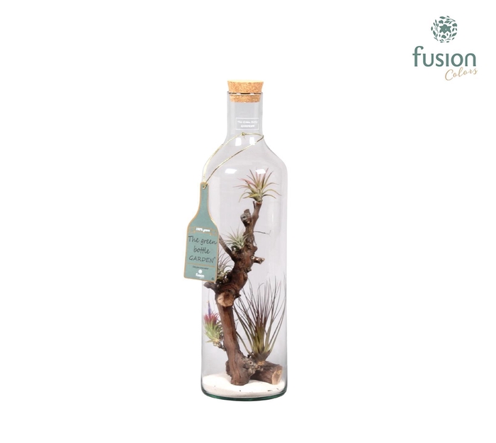 <h4>Green Bottle fles Jumbo met Tillandsia Air Plants</h4>