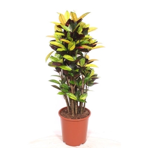 Codiaeum Iceton (Croton)