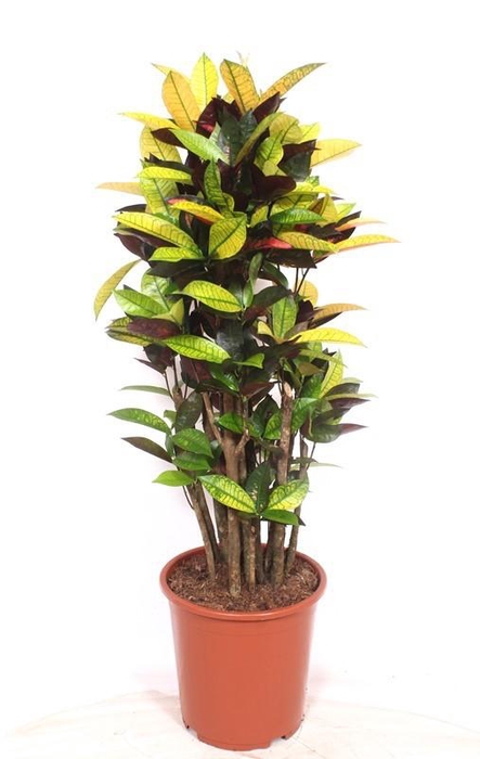 <h4>Codiaeum Iceton (Croton)</h4>