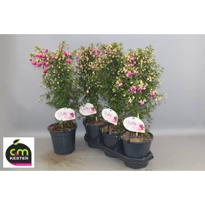 FUCHSIA OV