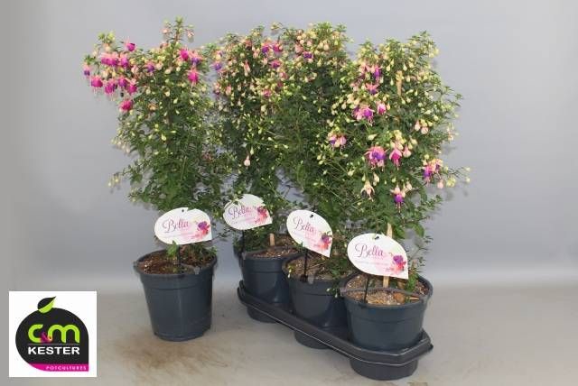 <h4>FUCHSIA OV</h4>