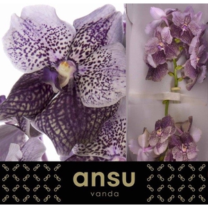 VANDA DI ANT MAUV PL