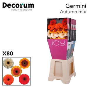 Germini Mix Autumn Diamond