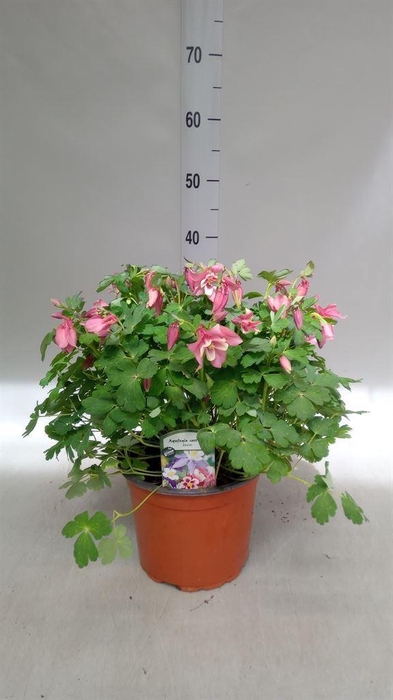 <h4>Aquilegia caerulea</h4>