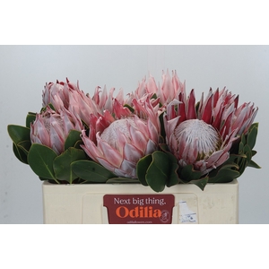 PROTEA CYNAROIDES