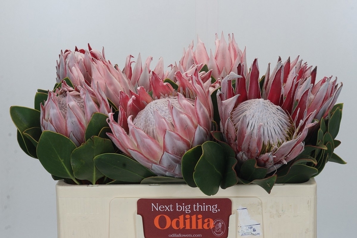 <h4>PROTEA CYNAROIDES</h4>