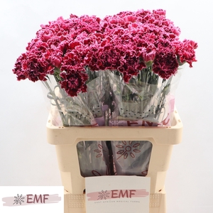 Di St Nob Burgundy EMF