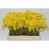 Allium Moly Jeannine