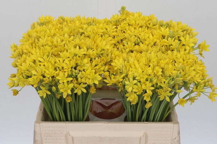 <h4>Allium Moly Jeannine</h4>
