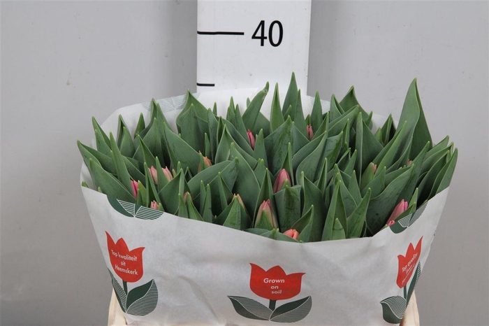 <h4>Tu En Ace Pink</h4>